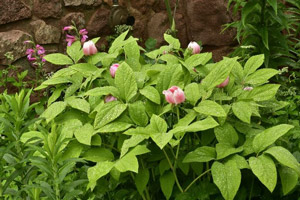 Woodland Peonies May 2024 Plant of the Month