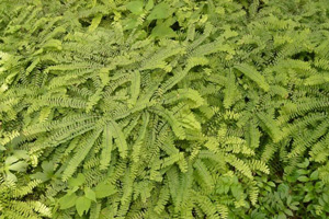 June Plant of the Month Northern Maidenhair Fern