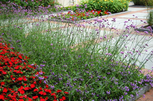 August 2024 Plant of the Month Verbena bonariensis