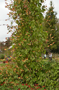 Spanish Flag Vine