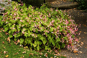 Begonia grandis October 2024 Plant of the month