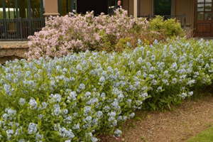 Amsonia tabernaemontana november 2024 plant of the month