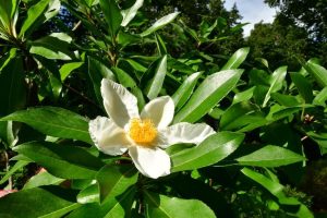 x Gordlinia grandiflora december 2024 plant of the month