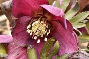 gardening notes march 2025 flower image