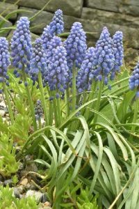 Grape Hyacinths